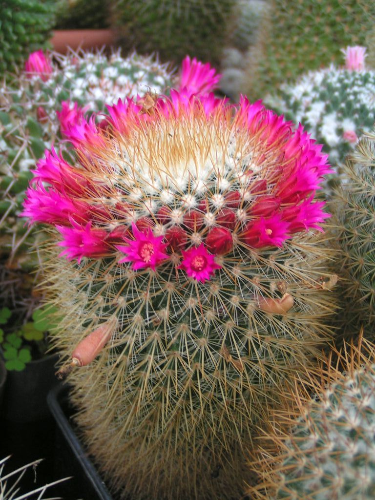 Mammillaria bella